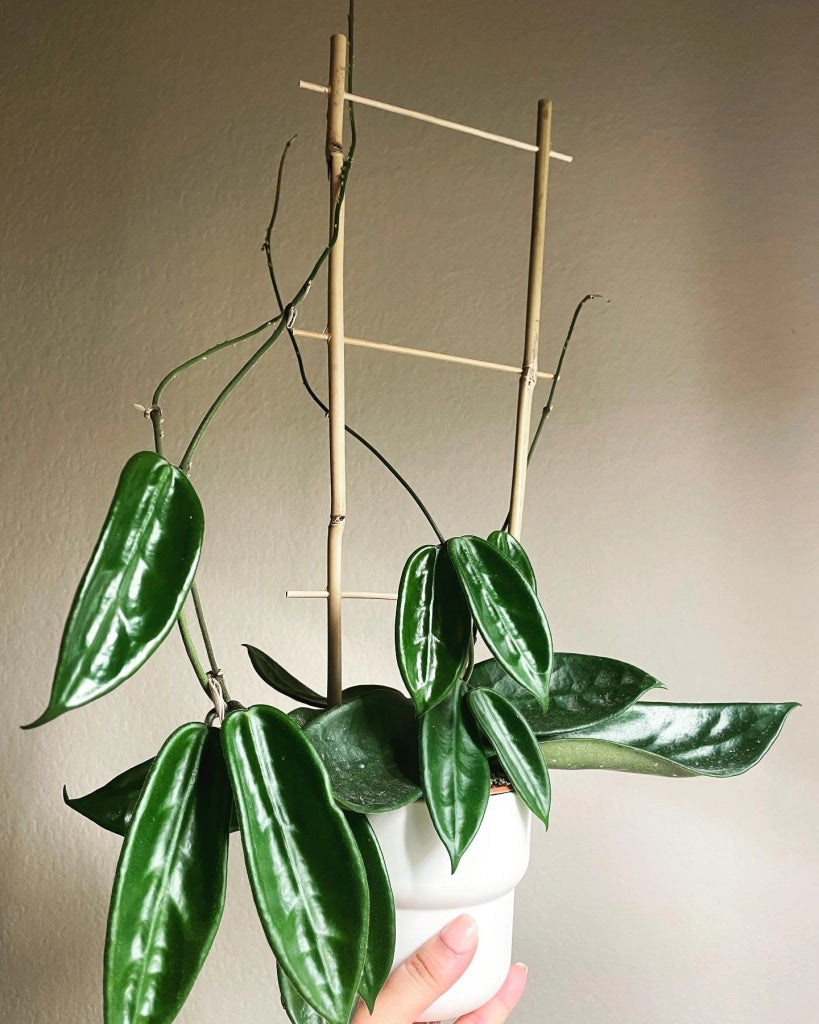 Hoya vangviengiensis – Pianta tropicale rara da interno vaso 12 cm