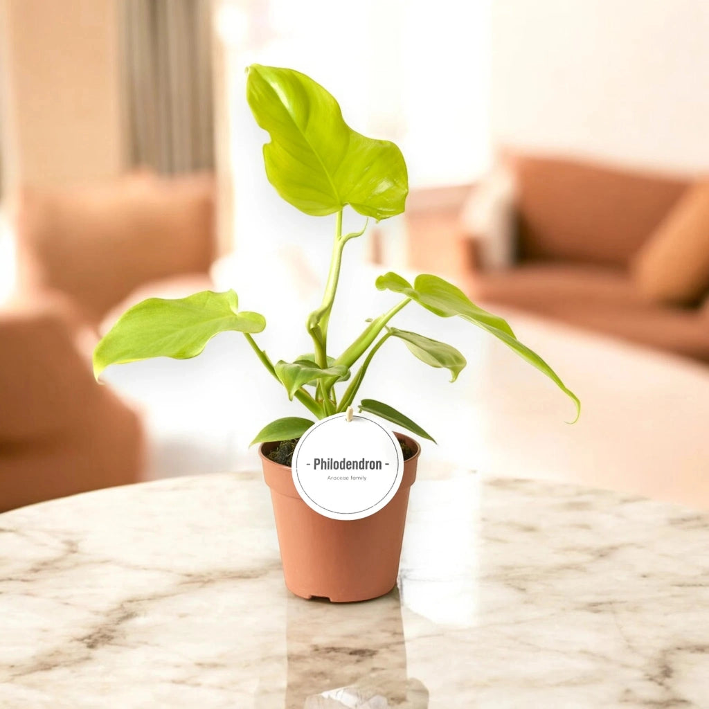 Gardenaria Philodendron 'Golden violin' - Pianta da interno ornamentale Altezza: 40 cm (vaso 12)