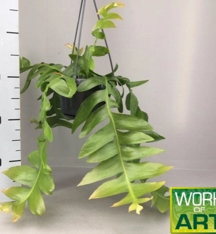 Gardenaria Epiphyllum chrysocardium - Pianta da interno ornamentale Altezza: 22 cm (vaso 12)