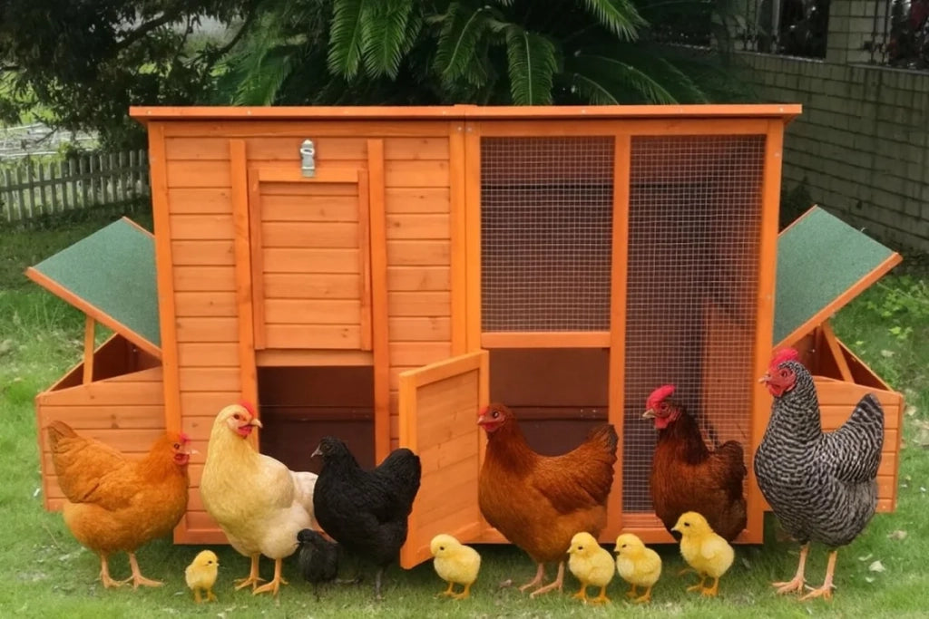 Pollaio, pollaio, pollaio su ruote, pollaio