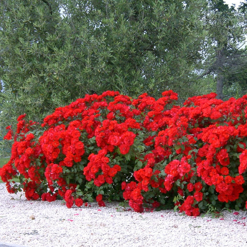 Gardenaria Rosa paesaggistica 'La Sevillana' - Rosa da giardino Altezza: 25/30 cm (vaso19)