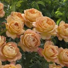 Rosa Barni Lady of Shalott cespuglio rifiorente profumato ornamentale