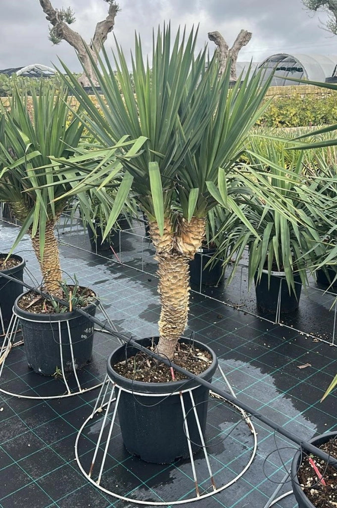 YUCCA GLORIOSA VASO 50