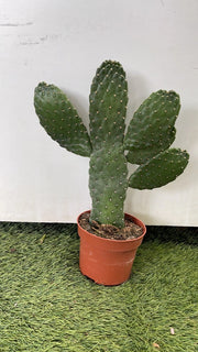 Opuntia Consulea - pianta da interno Sud America Cactacee Cactus Foto Reali