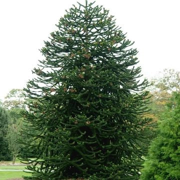 ARAUCARIA ARAUCANA IMBRICATA vaso 19cm H 25 cm conifera foto reali