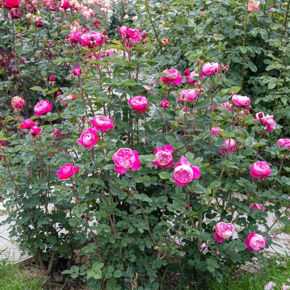 Pianta Rosa Accademia foto reali
