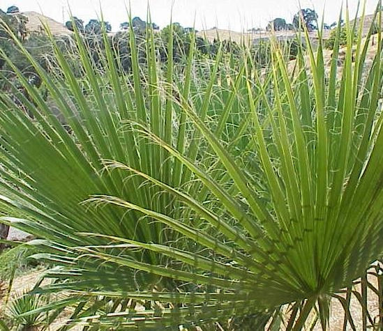 Washingtonia Filifera vaso 24cm