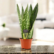 Gardenaria Sansevieria jamaiquina 'Queen' - Pianta da interno ornamentale Altezza: 30 cm (vaso 14)