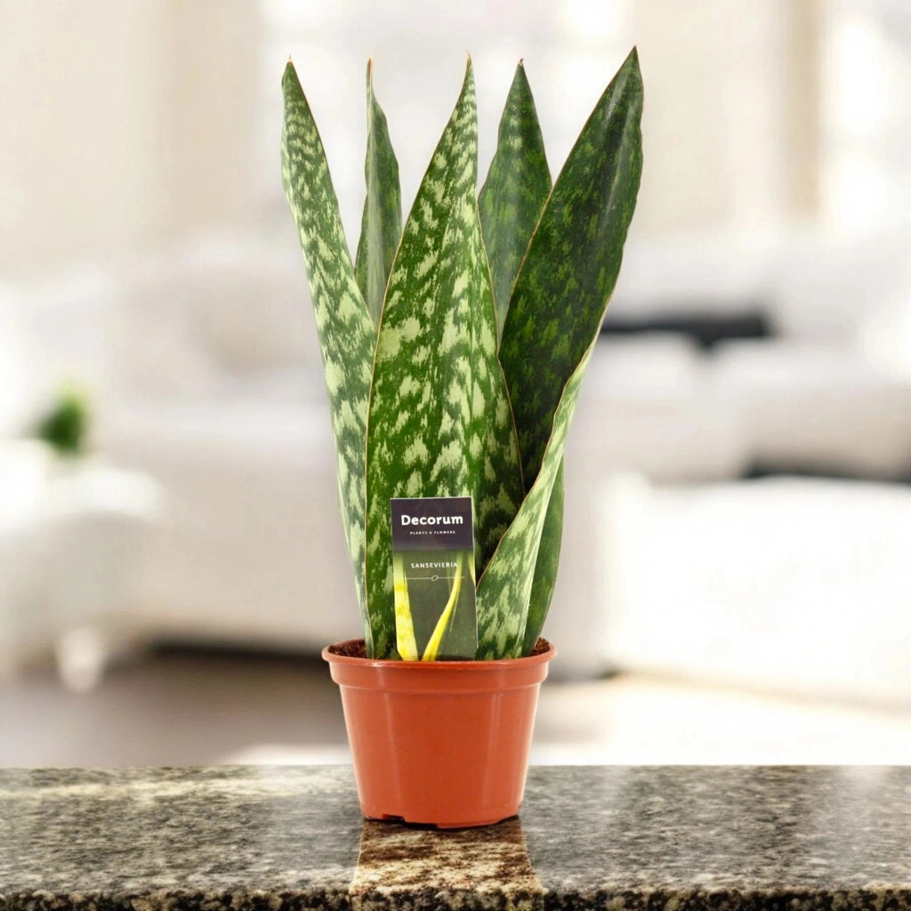Gardenaria Sansevieria jamaiquina 'Queen' - Pianta da interno ornamentale Altezza: 30 cm (vaso 14)