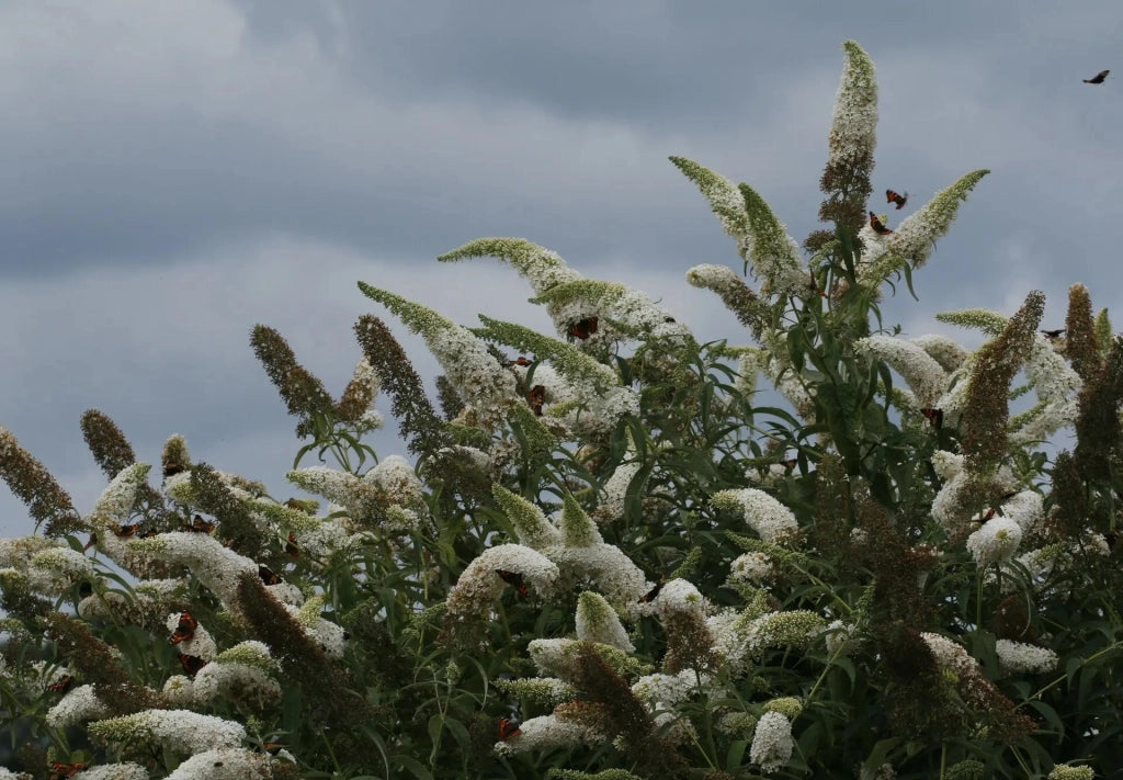 Gardenaria Buddleja davidii 'White Profusion' - Arbusto ornamentale da giardino Altezza: 40/60 cm (vaso19)