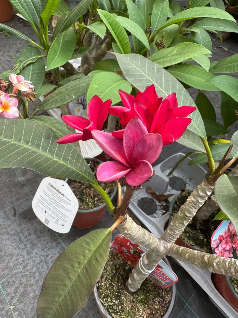 Pianta di plumeria frangipane 'cardinal', vaso 15cm h 50cm, foto reale