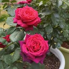 Rosa ‘Belles Rives’ – Rosa ornamentale profumata a fiore grande