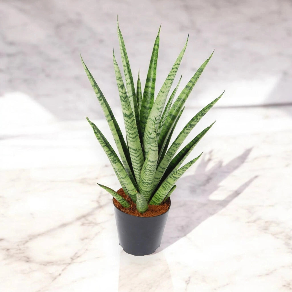 Gardenaria Sansevieria trifasciata 'Pineapple' - Pianta da interno ornamentale Altezza: 40 cm (vaso 12)