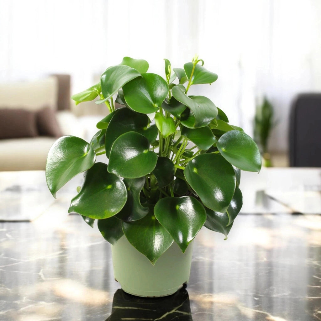 Gardenaria Peperomia polybotrya 'Raindrop' - Pianta da interno ornamentale Altezza: 30 cm (vaso 14)