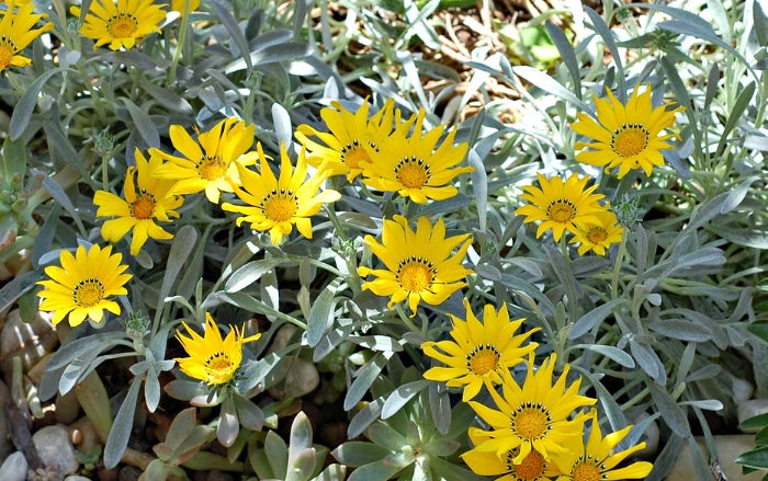 Pianta Gazania marittima, vaso 18 foto reali Colore: Giallo