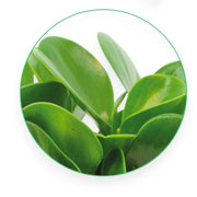 Gardenaria Peperomia obtusifolia 'Green gold' - Pianta da interno ornamentale Altezza: 25 cm (vaso 15)
