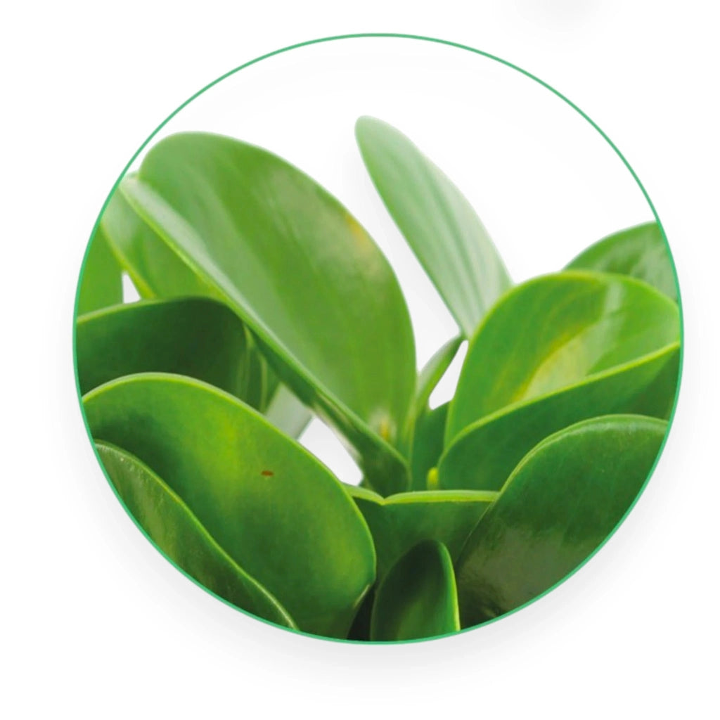 Gardenaria Peperomia obtusifolia 'Green gold' - Pianta da interno ornamentale Altezza: 25 cm (vaso 15)