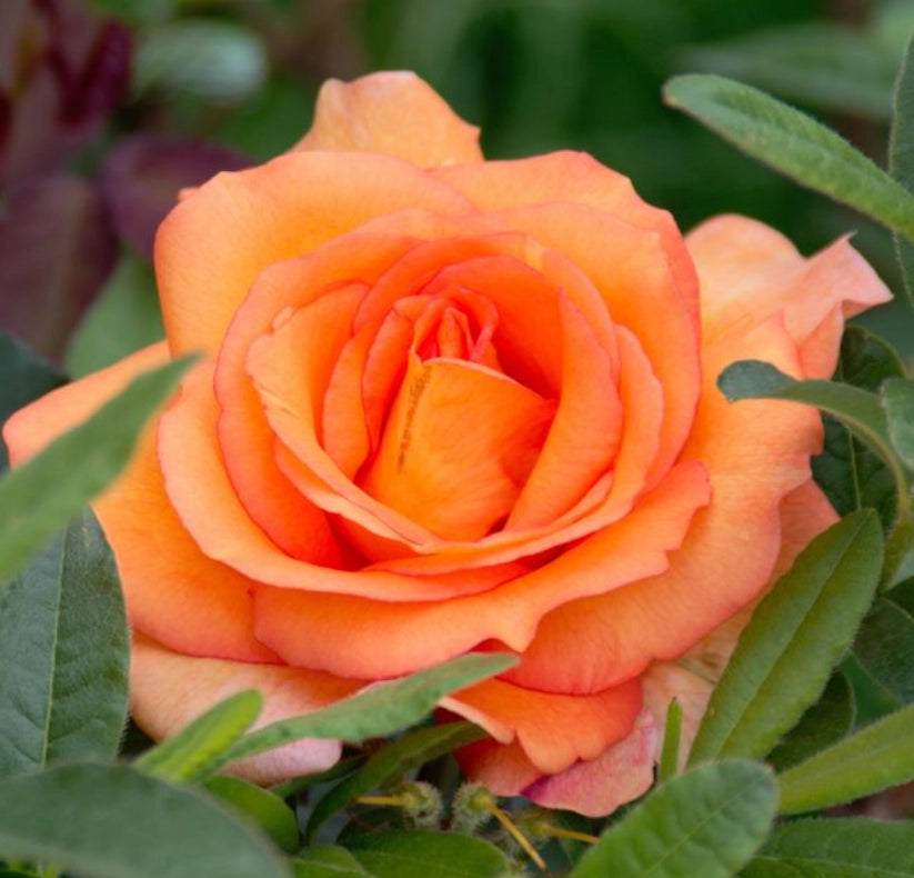 Rosa LOUIS DE FUNES ® Meirestif