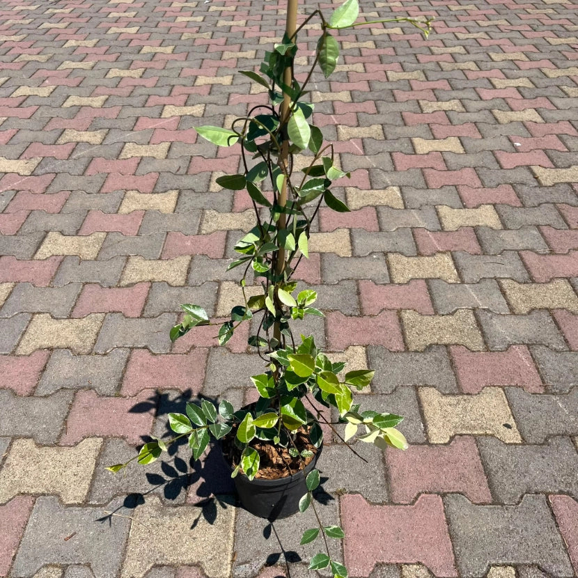 Rhincospermum Jasminoides variegato falso gelsomino h 80 in vaso 18 cm AMDGarden