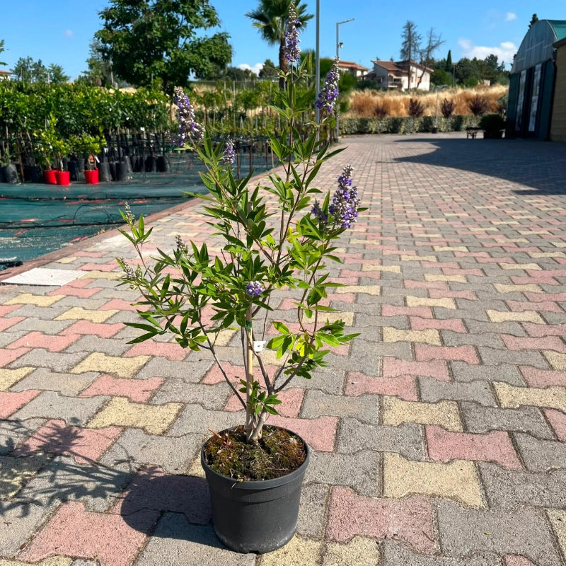 Pianta di Vitex Agnus-Castus Lillà delle indie in vaso 18 cm AMDGarden