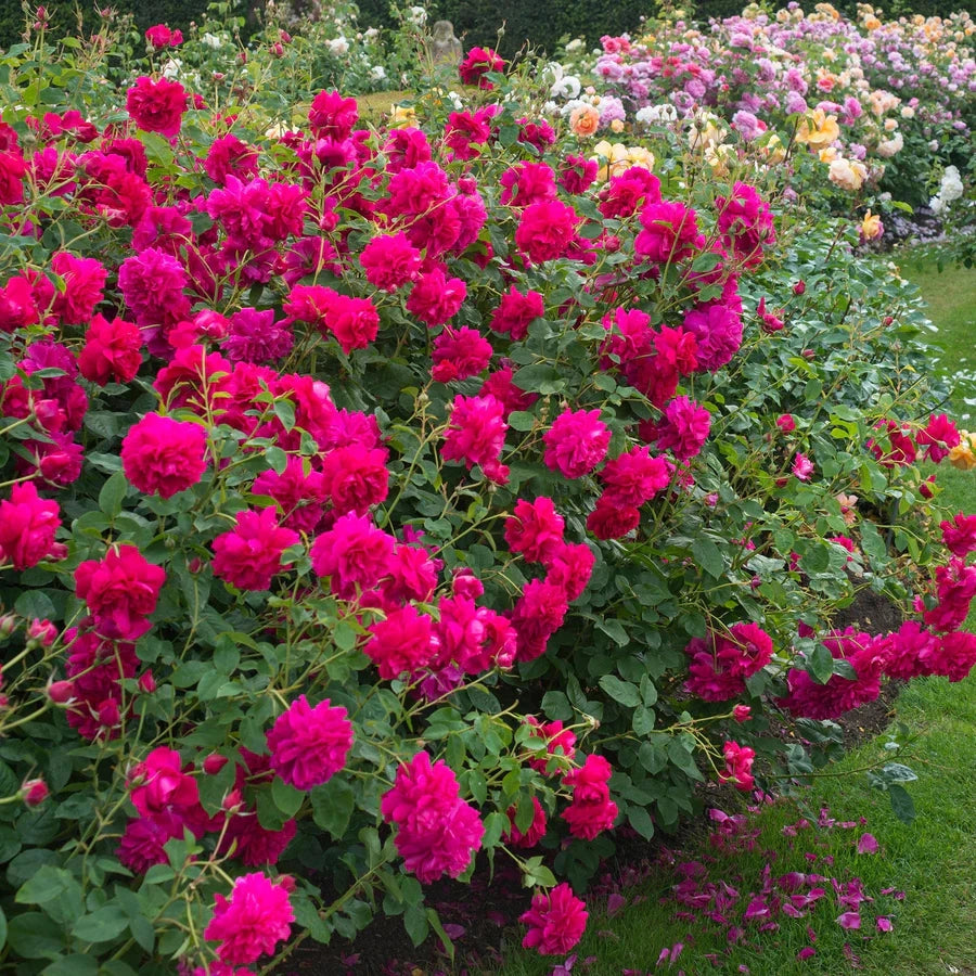 Gardenaria Rosa 'Thomas Becket' - Rosa da giardino Altezza: 40/50 cm (vaso20)