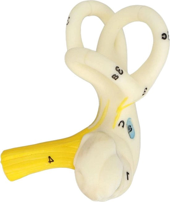 Modello Anatomico dell'Orecchio Umano Modello 5X di Amplificazione - Struttura dell'Orecchio Umano - Modello di Studio per Display - Educativo