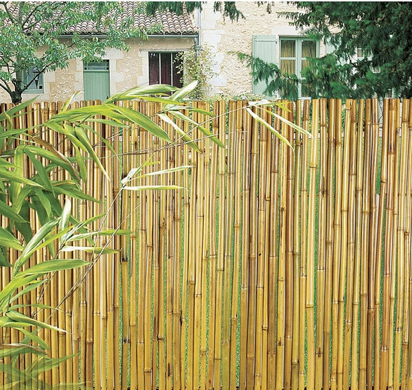 Arella canna del fiume misure diverse Taglia: 1.5 X 3 M