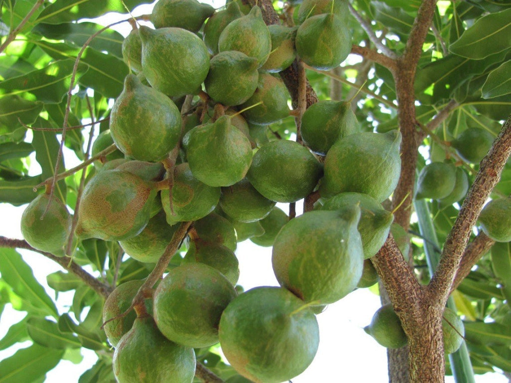 Pianta NOCE DEL QUEENSLAND Noce Macadamia foto reali H 120cm