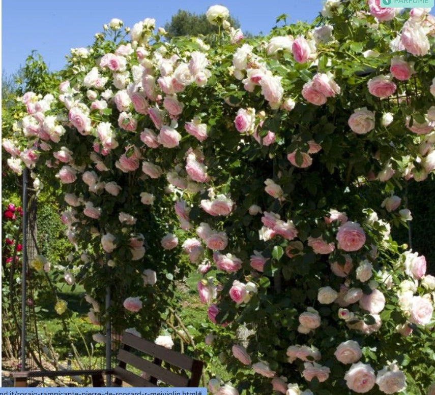 Rosa PIERRE DE RONSARD ® Meiviolin