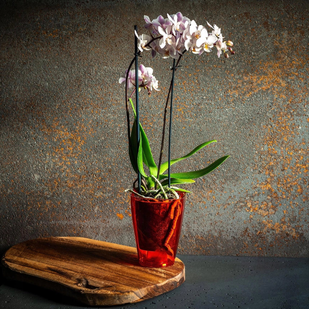 Vaso da fiori KADAX per orchidee, in plastica, rosso, resistente, 13 cm