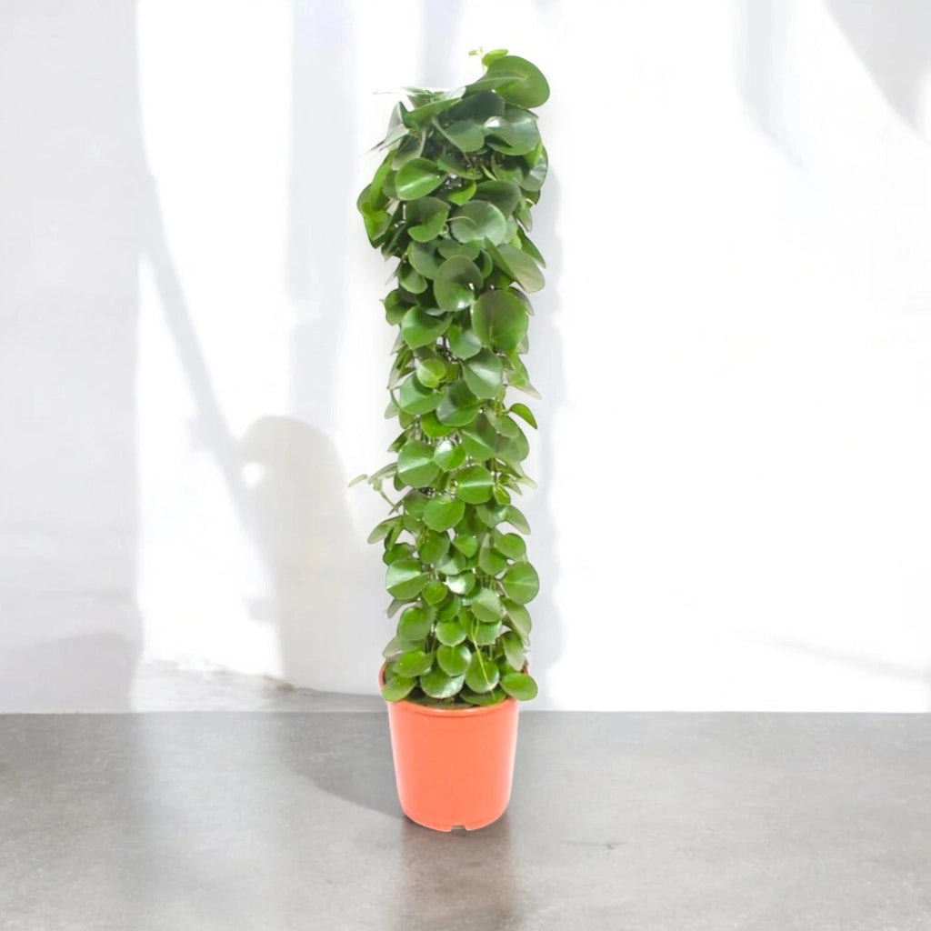 Gardenaria Cissus rotundifolia - Pianta da interno ornamentale Altezza: 120 cm (vaso 24)