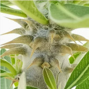 Pianta Grassa Pachypodium Densiflorum, foto reali