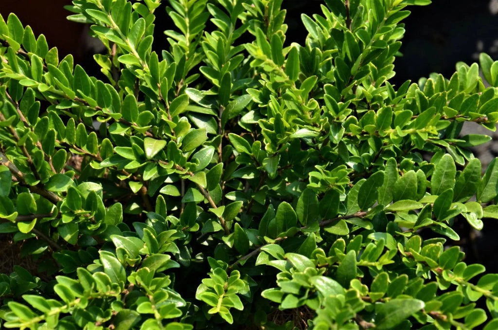 Gardenaria Lonicera nitida 'Maigrun' - Arbusto ornamentale da giardino Altezza: 30/40 cm (vaso18)