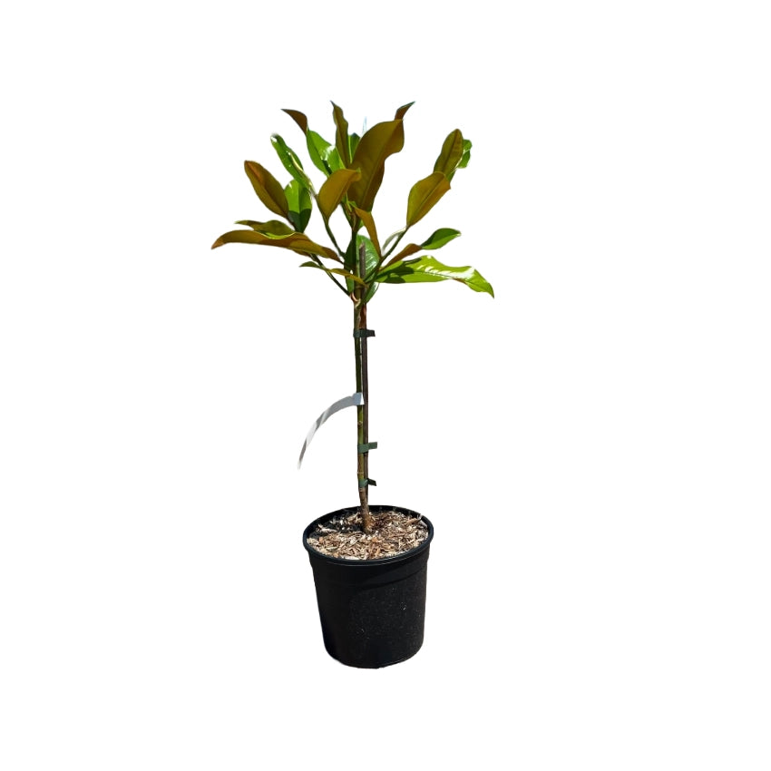 Pianta di MAGNOLIA GRANDIFLORA  foglie GRANDI in vaso 18 cm FOTO REALE