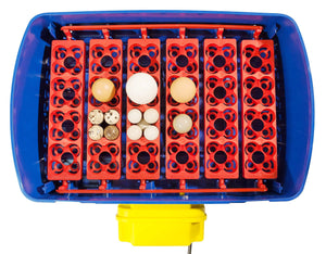 Incubatrice per Uova Automatica Professionale Borotto Real 24