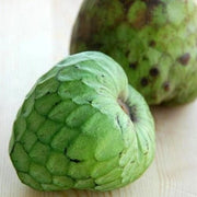 Annona Cherimola "Alboran" - pianta piccolo albero tropicale America latina