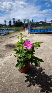 ROSA RUGOSA VASO 18