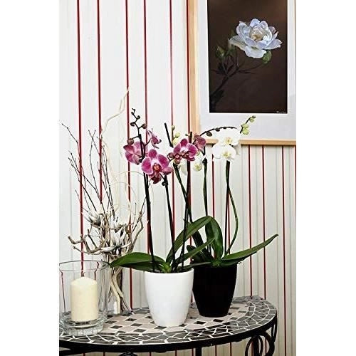 GOLD BROWN Concime per orchidee 250 ml