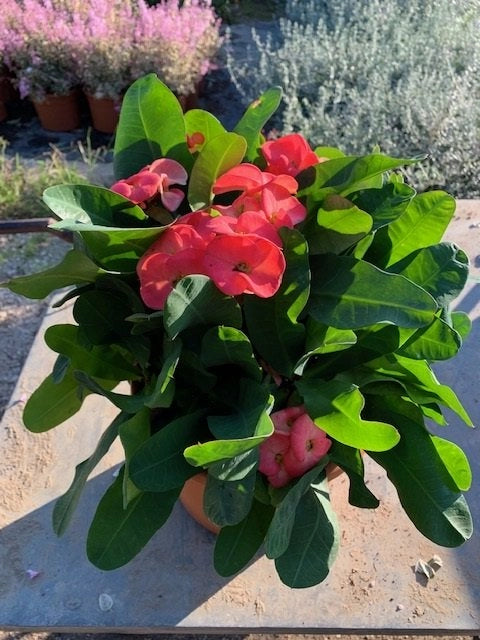 Euphorbia x Lomi rossa ( Spina di Cristo) vaso 22cm