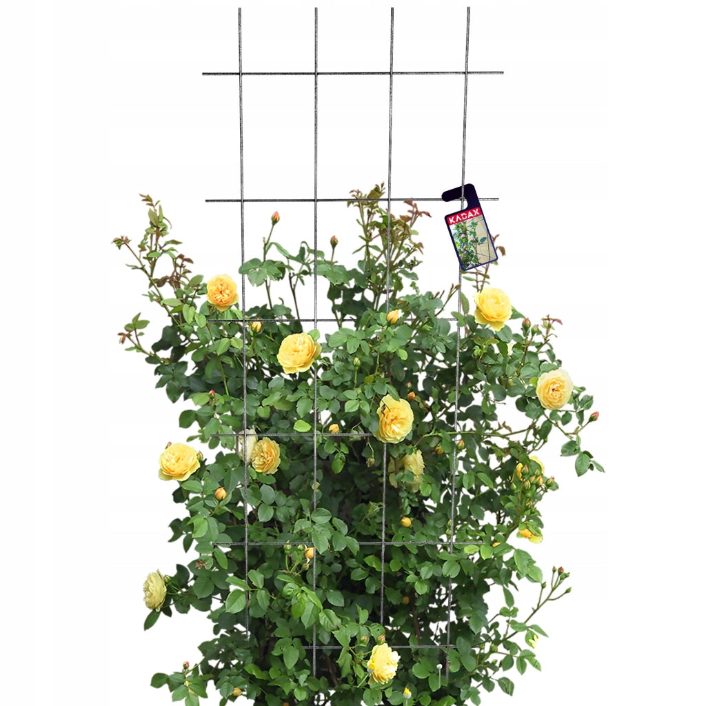 Supporto in metallo per pergola da giardino KADAX per piante, rose e fiori, 60x150 cm