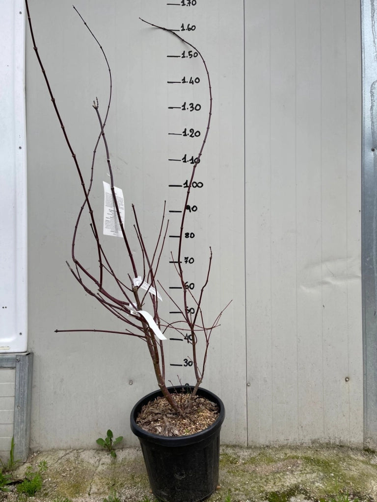 Acer Acero palmatum trompenburg H 150CM