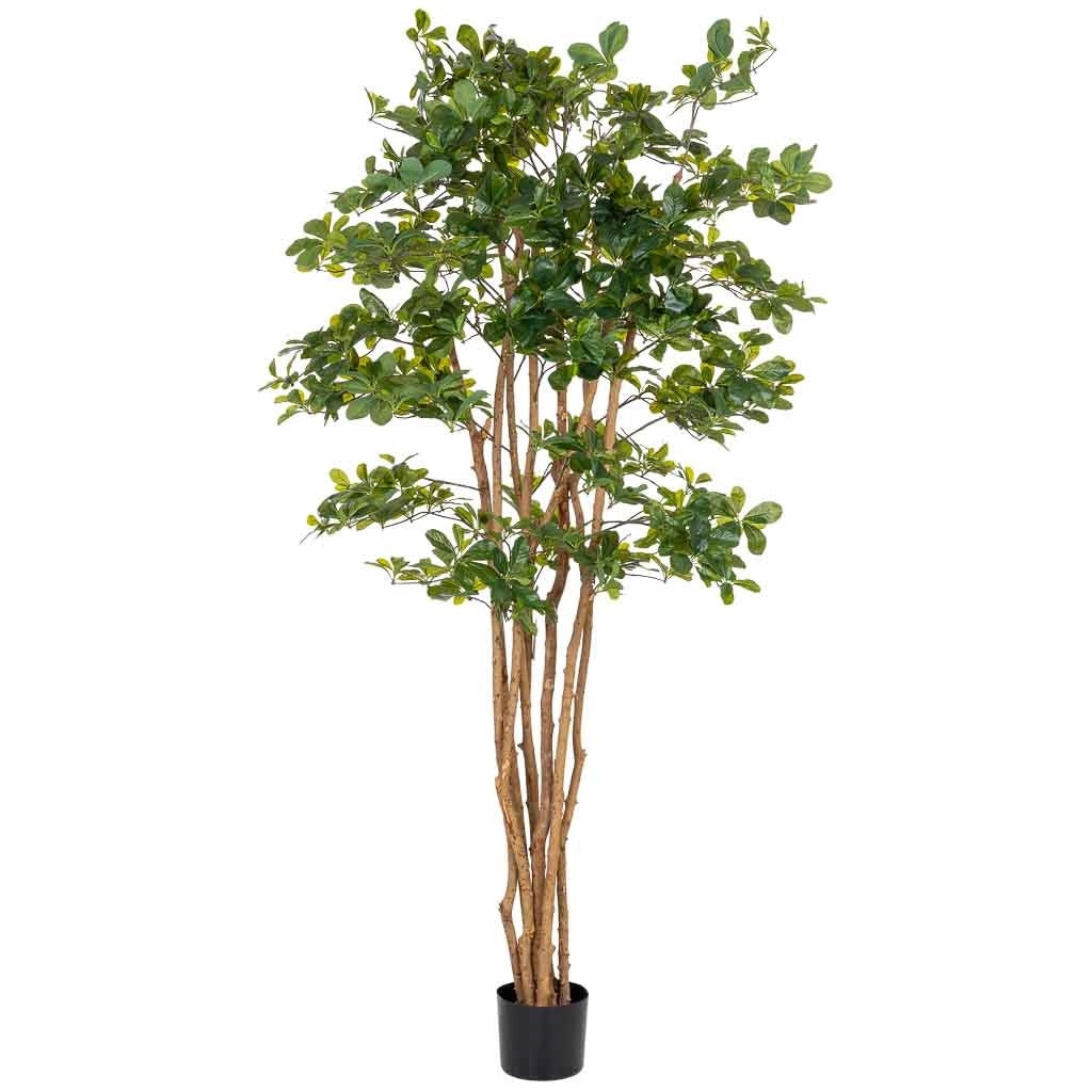 Pianta di baniano artificiale decorativa in vaso 40x30x180h cm