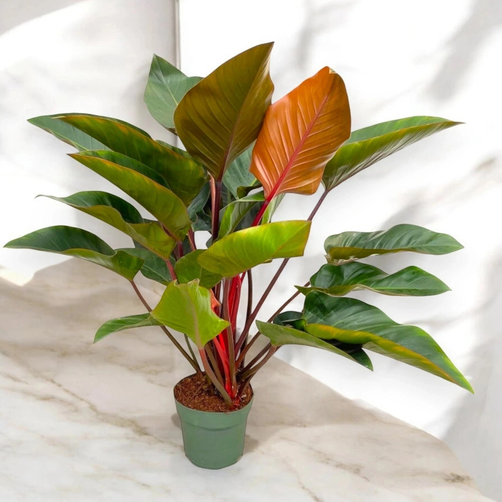 Gardenaria Philodendron 'Red Beauty' - Pianta da interno ornamentale Altezza: 100 cm (vaso 27)