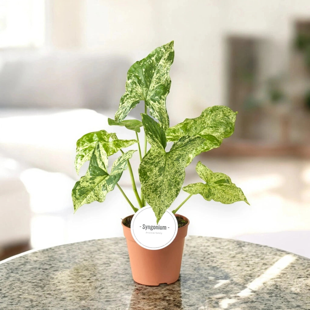 Gardenaria Syngonium 'Mottled' - Pianta da interno ornamentale Altezza: 35 cm (vaso 12)