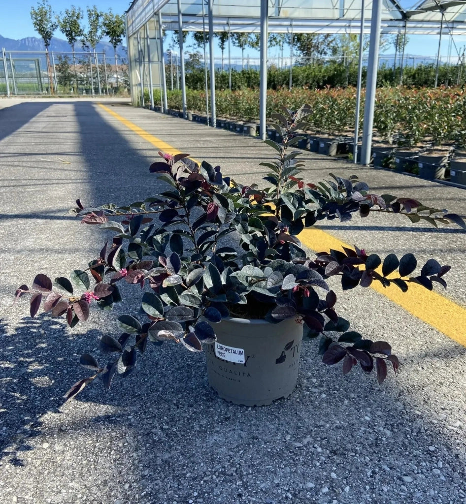 Gardenaria Loropetalum chinense 'Fede' - Arbusto ornamentale da giardino Altezza: 40/50 cm (vaso19)