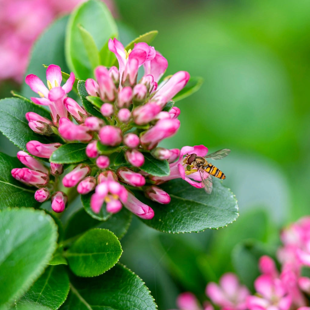 ESCALLONIA RUBRA MACRANTHA VASO 18