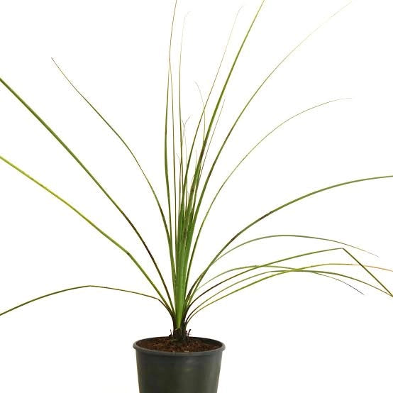 Dasylirion texanum – Pianta ornamentale rustica per giardini mediterranei