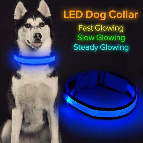 Cani luce – Collare per cani con luce – Lampada per cani – Cani uscita – Lampada per cani con batteria 3V (modello 6V 4LR61)