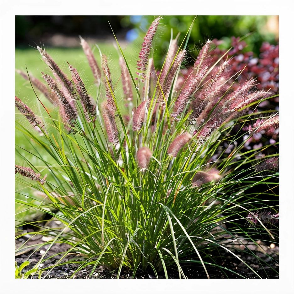 Gardenaria Pennisetum alopecuroides 'Foxtrot' - Graminacea ornamentale da esterno Altezza: Vaso 19