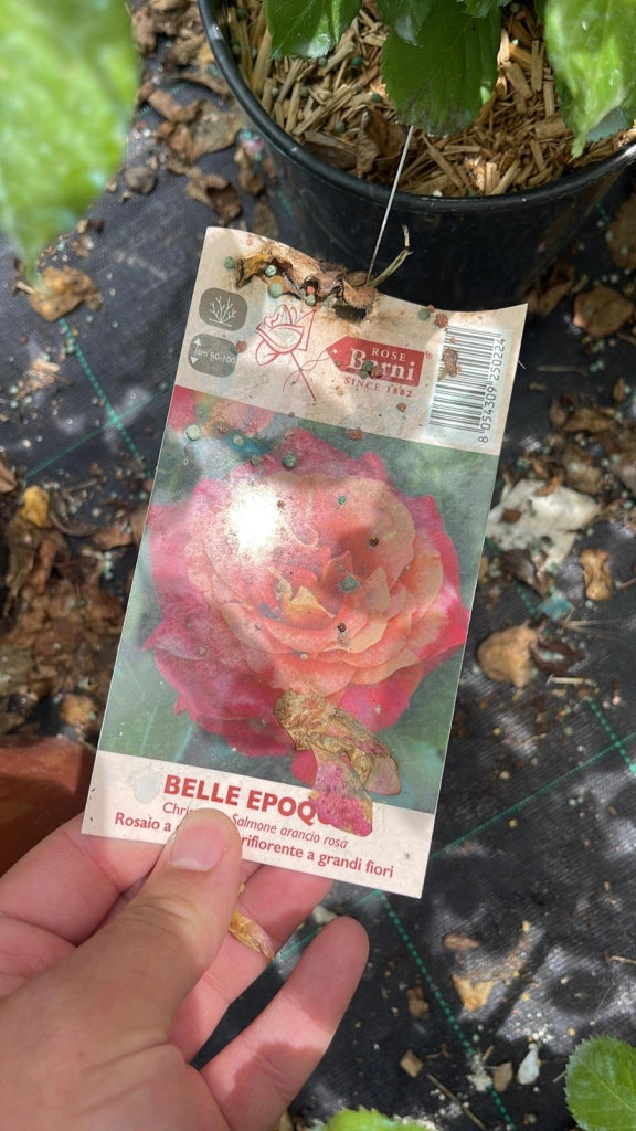 BELLE EPOQUE rosa cespuglio - Pianta di fiore fiori Foto Reali